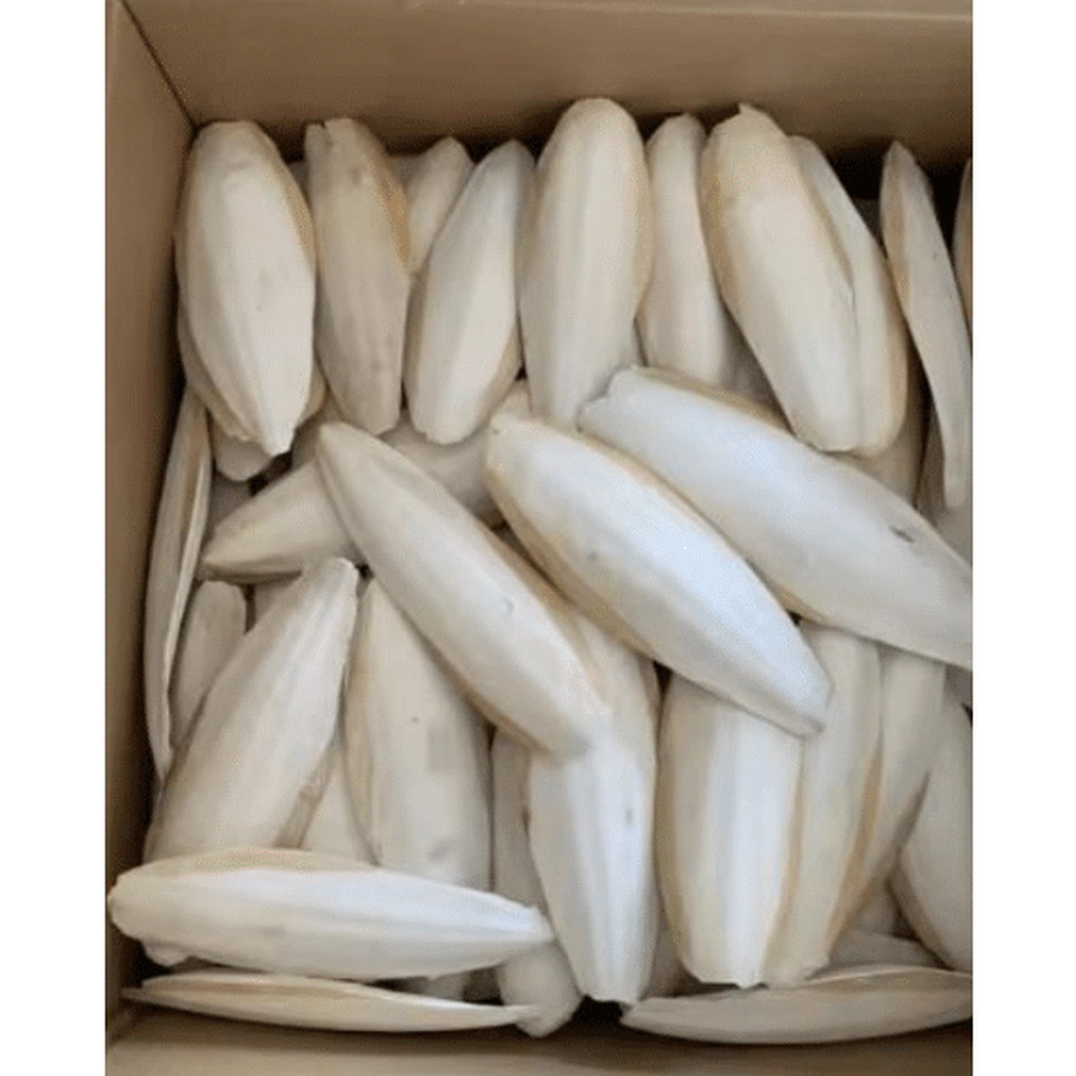 Vanpet Cuttlefish Bone XL L20cmx8cm 1PC