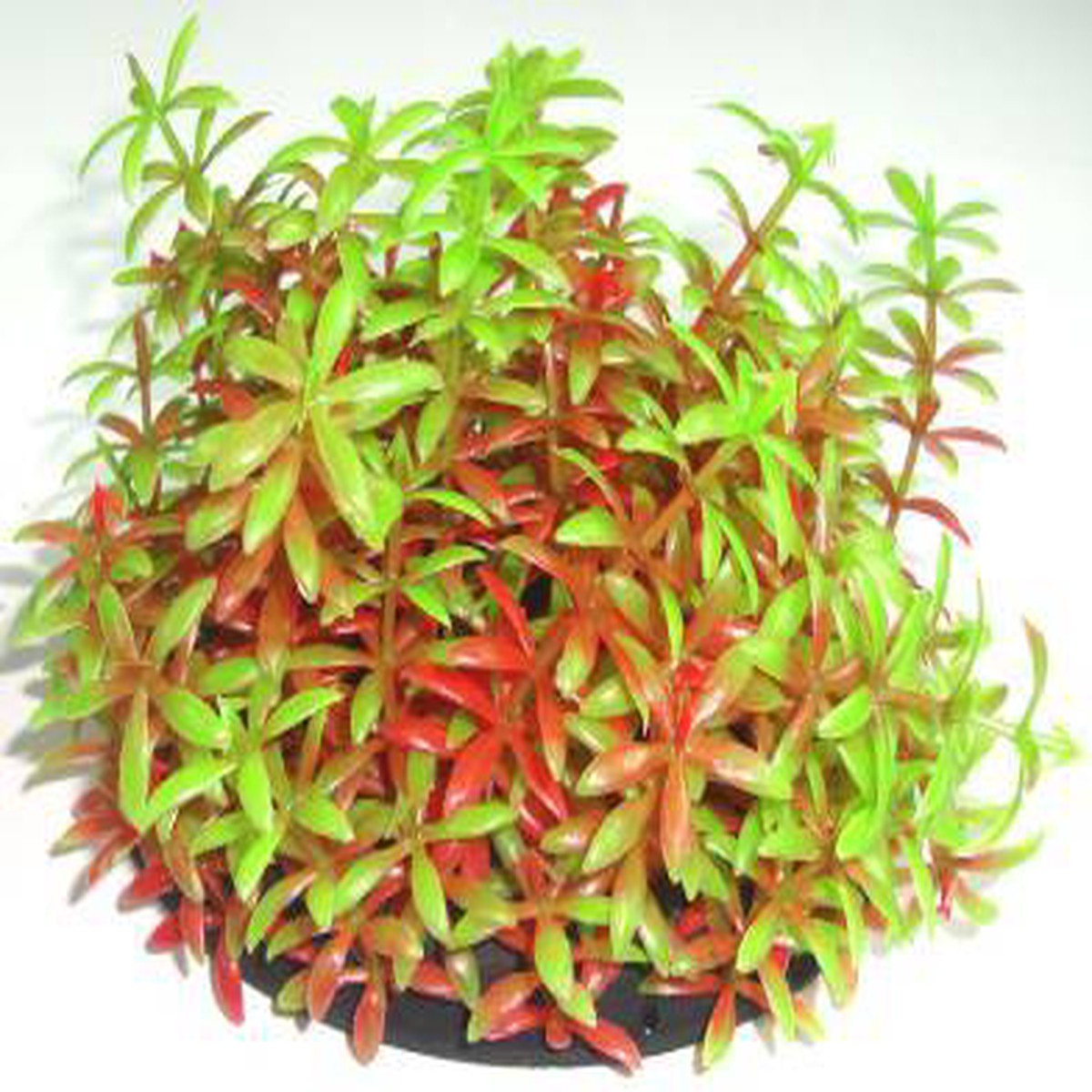 PLASTIC DECORATION 17cm
